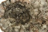 Detailed, Petrified Wood (Araucaria) Round - Madagascar #240190-1